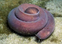 Haggy the Hagfish
