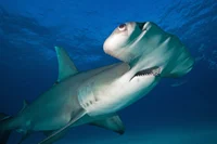 Hammerhead shark