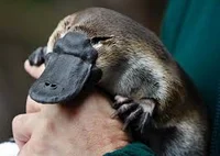 murderous platypus