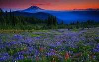 The Secret Forest