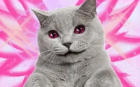 Mister cat
