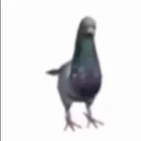 Pigeon with Problem