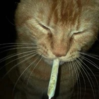 gato porro 