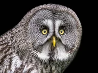 Great Grey Owl