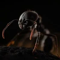 ANT