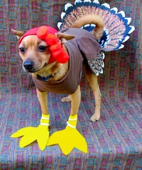 turkey dog