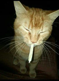 cat smoking