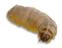 Random larvae 