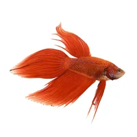 Betta Fish