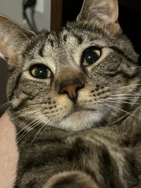 Oliver big nose 