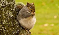 A hungry squirrel