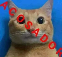 Gato acosador