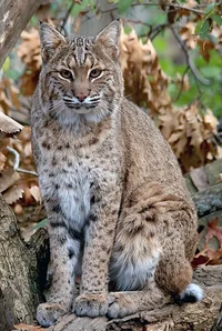A hungry bobcat