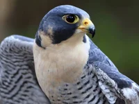 Peregrine Falcon 