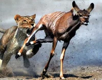 Human prey or hunter