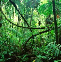 A Rainforest