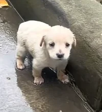 Homeless puppy