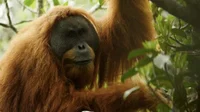 Tapanuli Orangutan 