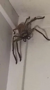 Big spider