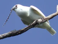 White Bellbird