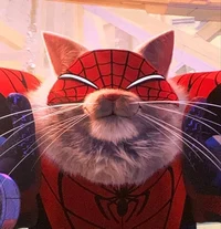 Spider-Cat