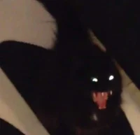 Dan
