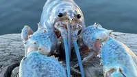 Blue lobster