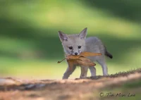Baby Fox cub