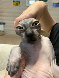 Your cat