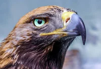 Haast Eagle
