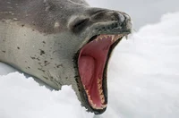 Leopard Seal
