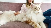 Giant Pet Cat