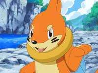Bay the buizel