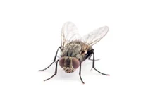 Mosca