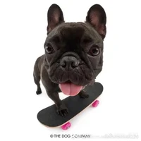 Skateboard dog