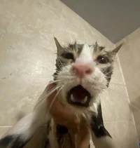 wet cat