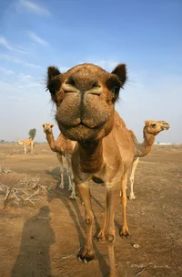 Camel