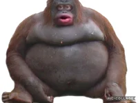Monke
