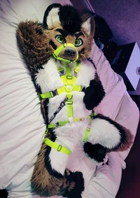 Furry in a Harness