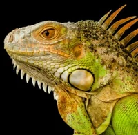 Green Iguana
