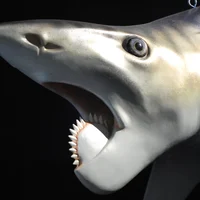 Helicoprion
