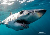Elmur the Mako shark