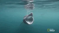 Basking shark