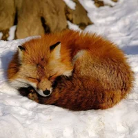 Wild Fox