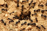 Ant Colony