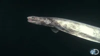 Frilled Shark