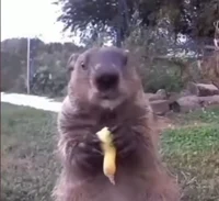 Crop eater groundhog