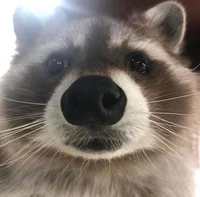 Raccoon