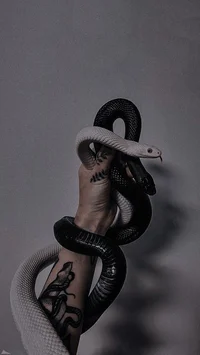 Two snakes-Gay