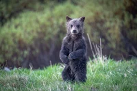 Grizzly Bear cub